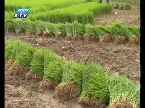 নেত্রকোণায় রোপা আমন ধানের আবাদে কৃষকরা ব্যস্ত