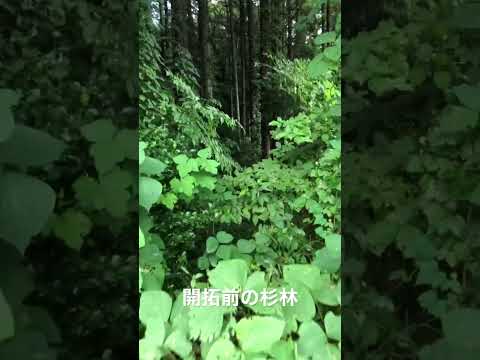 野生ニンニク 植物