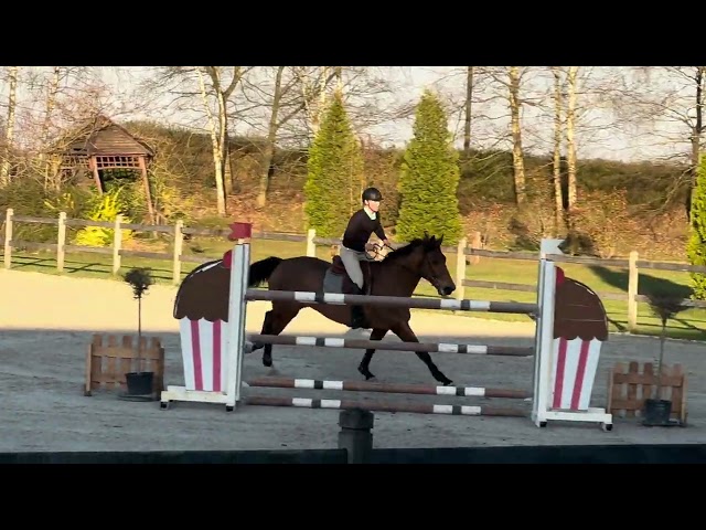 Imperador MC 8y gelding for sale.