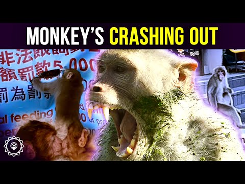 2025’s Monkey News