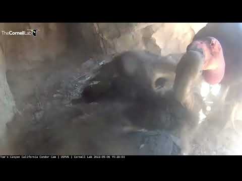 California Condor Chick Begs For Dinner At Toms Canyon Nest – Sept. 6, 2022
