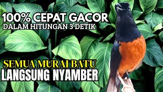 Download lagu PANCINGAN murai Batu FIGHTER GACOR ISIAN KERAS !! Jadikan semua murai batu ngedrop LANGSUNG BUNYI mp3 Download lagu PANCINGAN murai Batu FIGHTER GACOR ISIAN KERAS !! Jadikan semua murai batu ngedrop LANGSUNG BUNYI mp3