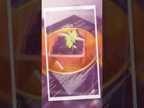 Marijuana Cannabis seedling topped at 2 weeks old