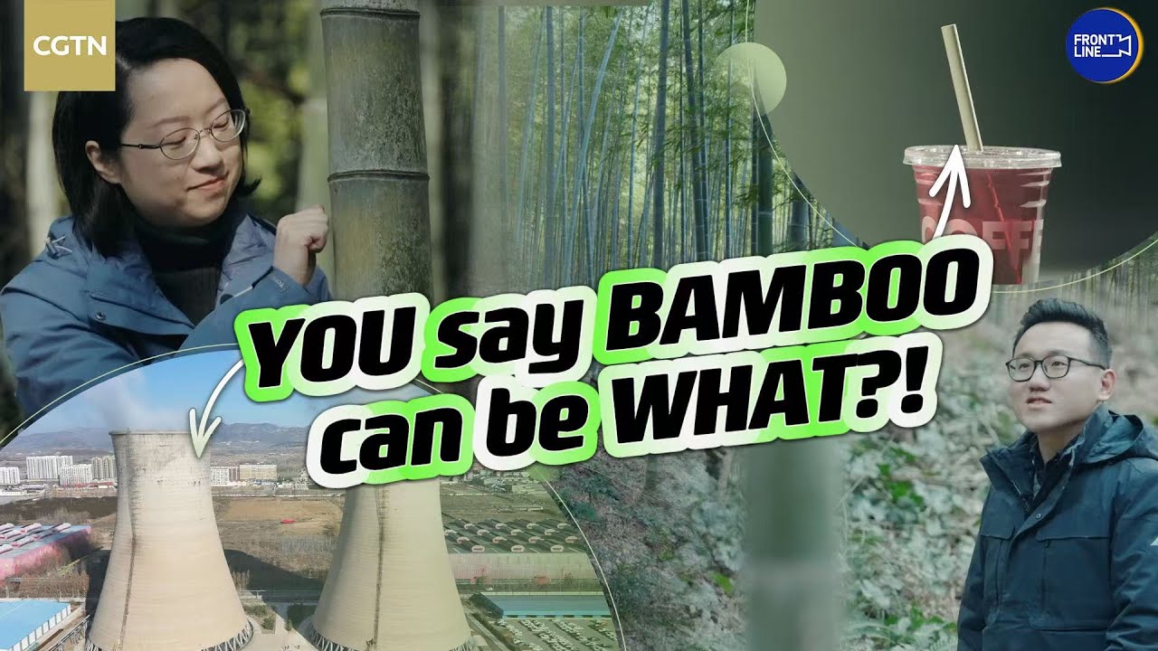 Bamboo: the super material you never knew about