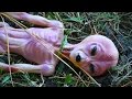 ALIEN FOUND AT UFO CRASH