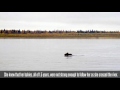 Nature Is Brutal !