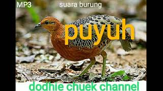 Download lagu Mp3. 1 jam nonstop,suara burung PUYUH HUTAN cocok buat pikat. mp3
