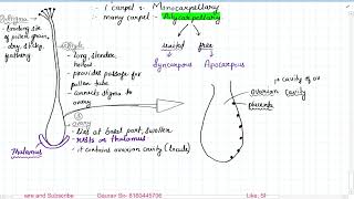 Pistil, Megasporangium, Embryo Sac, Sexual Reproduction In Flowering Plants Class 12