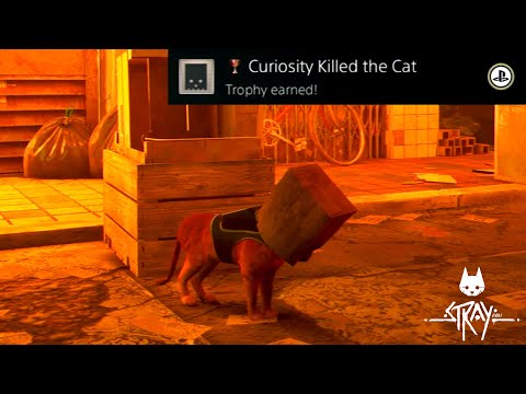 Curiosity Killed the Cat Trophy in STRAY