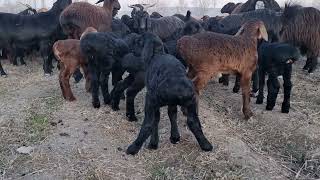 look what these little sheep are doing.