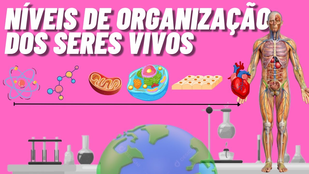 NÍVEIS DE ORGANIZAÇÃO DOS SERES VIVOS | ANIMAÇÃO