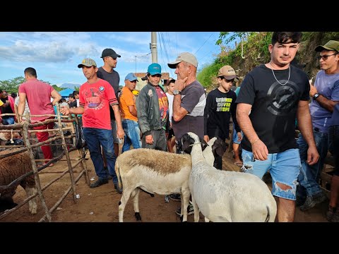 FEIRA DE ANIMAIS, SÍTIO CAMARADA, CUMARU - PE | 26/04/2026