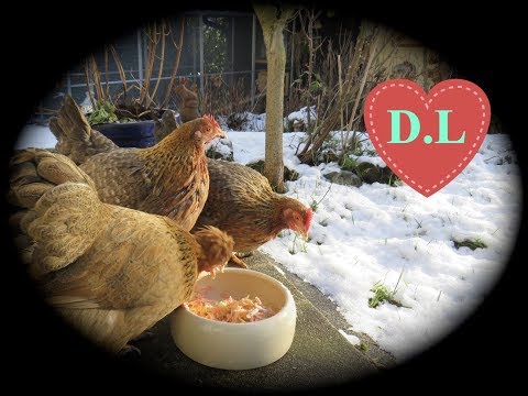 Hühner im Winter.