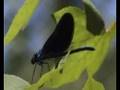 The Dragonflies Of Tepearası