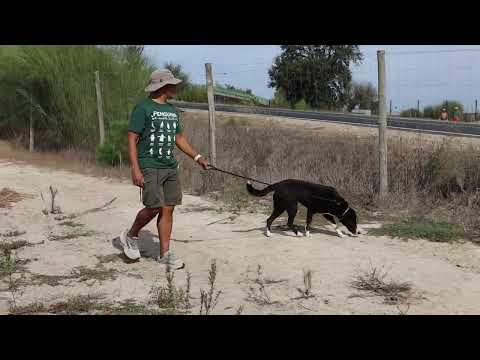 Vídeo de MIKE