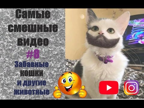 СМЕШНЫЕ КОШКИ 2019/СМЕШНЫЕ ЖИВОТНЫЕ/ПРИКОЛЫ ПРО КОТОВ/ПРИКОЛЫ С ЖИВОТНЫМИ/СМЕШНЫЕ ВИДЕО/РЖАЧ ДО СЛЕЗ