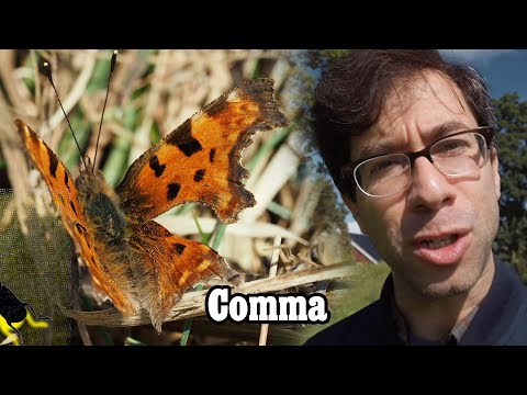 Comma, the butterfly, punctuation mark.