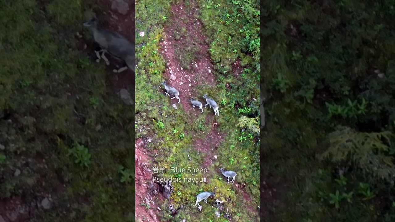 Giant Panda Reserves - Tangjiahe & Wanglang (Vertical Social Version)