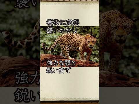 熱帯雨林の動物相は何ですか?
