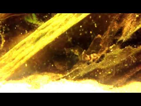 Corydoras (ln8sc1) splendens