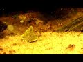Brochis splendens Brochis splendens