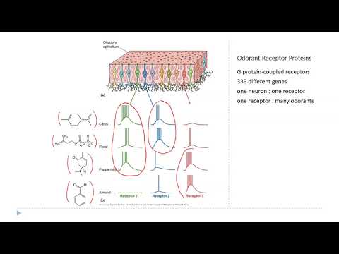 OSSM Neuro Chapter 8 - Smell