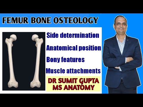 FEMUR BONE ANATOMY
