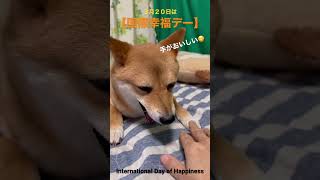 豆柴ロンギヌスはチャンネル誕生日に舐める 世界幸福デー #shibainu #柴犬 #犬のいる暮らし #cute #誕生日