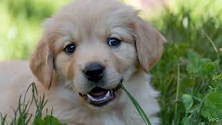 Retriever Puppy Close-up AI Prompt