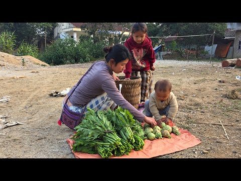 Ly Tieu Ca's family harvests vegetables from their garden to sell: The life of a single mother.