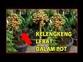 PANDUAN LENGKAP TANAM KELENGKENG AGAR BERBUAH LEBAT DI POT | HOW TO PLANT LONGAN FROM SEED AT HOME