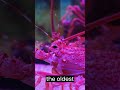 5 Animals That Live Longer Than Humans Animals Facts Information Amazing