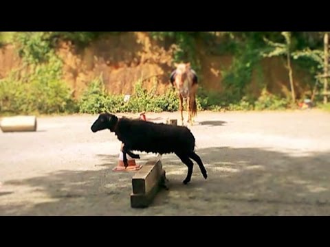 MORETTA - The Return Of Crazy Little Black Sheep (with final BLOOPERS)