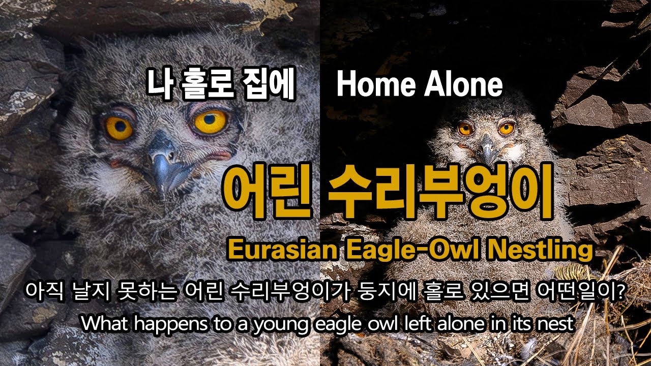 수리부엉이와 닭 유튜브 썸네일