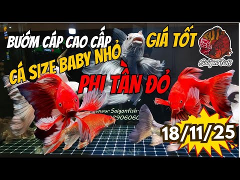 Saigon Fish Bướm Cáp Cao Cấp Giá Tốt – Đủ Size Lớn Nhỏ Cho Anh Em Sưu Tầm Trải Nghiệm