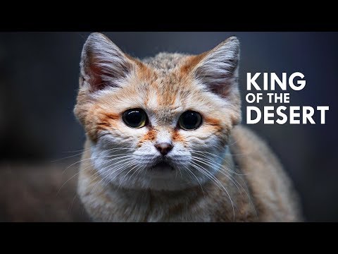 Sand Cat: The King of the Desert