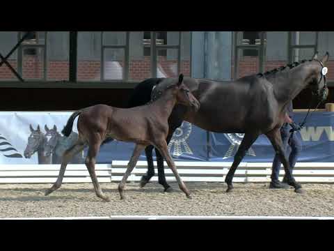 Mueller, Fürstenball-Sandro Hit-Donnerhall