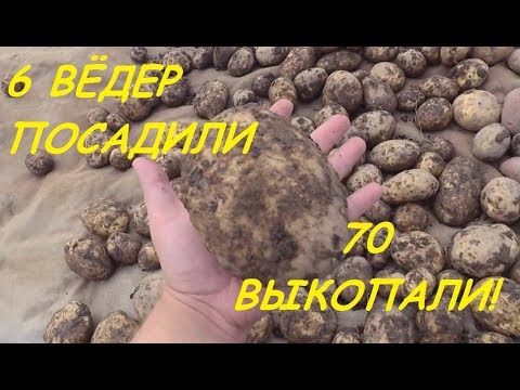 VLOG: КАРТОШКА С ЛАДОШКУ! 07.09.19