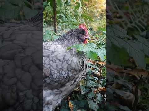 鶏が卵を食べるのですが、なぜですか?何をするか？それを避けるために取るべき6つのステップ  庭園