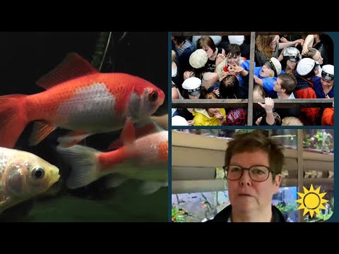 Uppmaningen till studenterna: Ät inte levande guldfiskar! - Nyhetsmorgon (TV4)