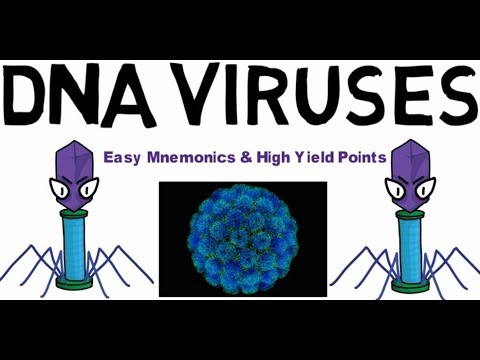 Virus papiloma humano nivel 1