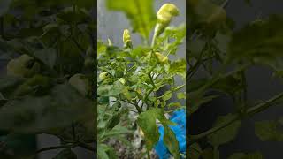 Download lagu CABAI RAWIT POLIBAG BUAH LEBAT #berkebun #pertanian #caberawitsubur mp3