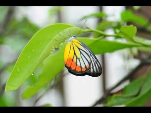 Painted Jezebel ovipositing