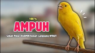 Download lagu Kenari Paud - Suara PANCINGAN Kenari PAUD Belajar Bunyi Ngeriwik | Masteran Kenari Paud #697 mp3