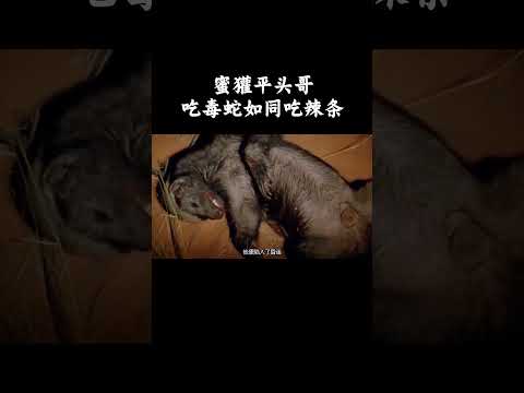 蜜獾平头哥吃毒蛇如同吃辣条！ #趣聞 #大陸 #动物科普