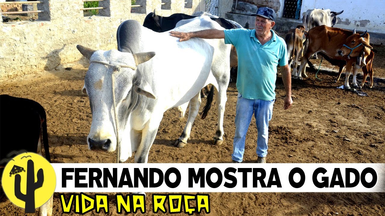 [VIDA NA ROÇA] Fernando, Mostra seu GADO, Tira Leite e Corta Palma   - Parte 02 🌵