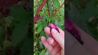 Download lagu Poisonous Pokeweed Berries #nature #poison #toxicplants mp3 Download lagu Poisonous Pokeweed Berries #nature #poison #toxicplants mp3
