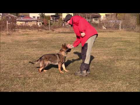 Karin z Atarova sadu - obedience + balls - 7,5 months