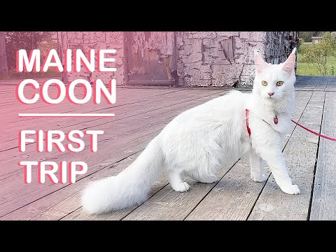 Travelling with kitten for a first time | MAINE COON KITTEN  (+tips)
