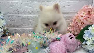 ハーフ犬の動画01